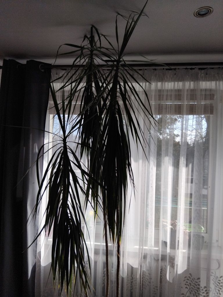 Przedmiotem sprzedaży jest kwiat Dracena