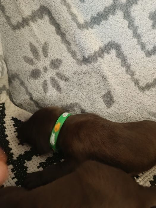 Piesek wyżeł niemiecki krótkowłosy