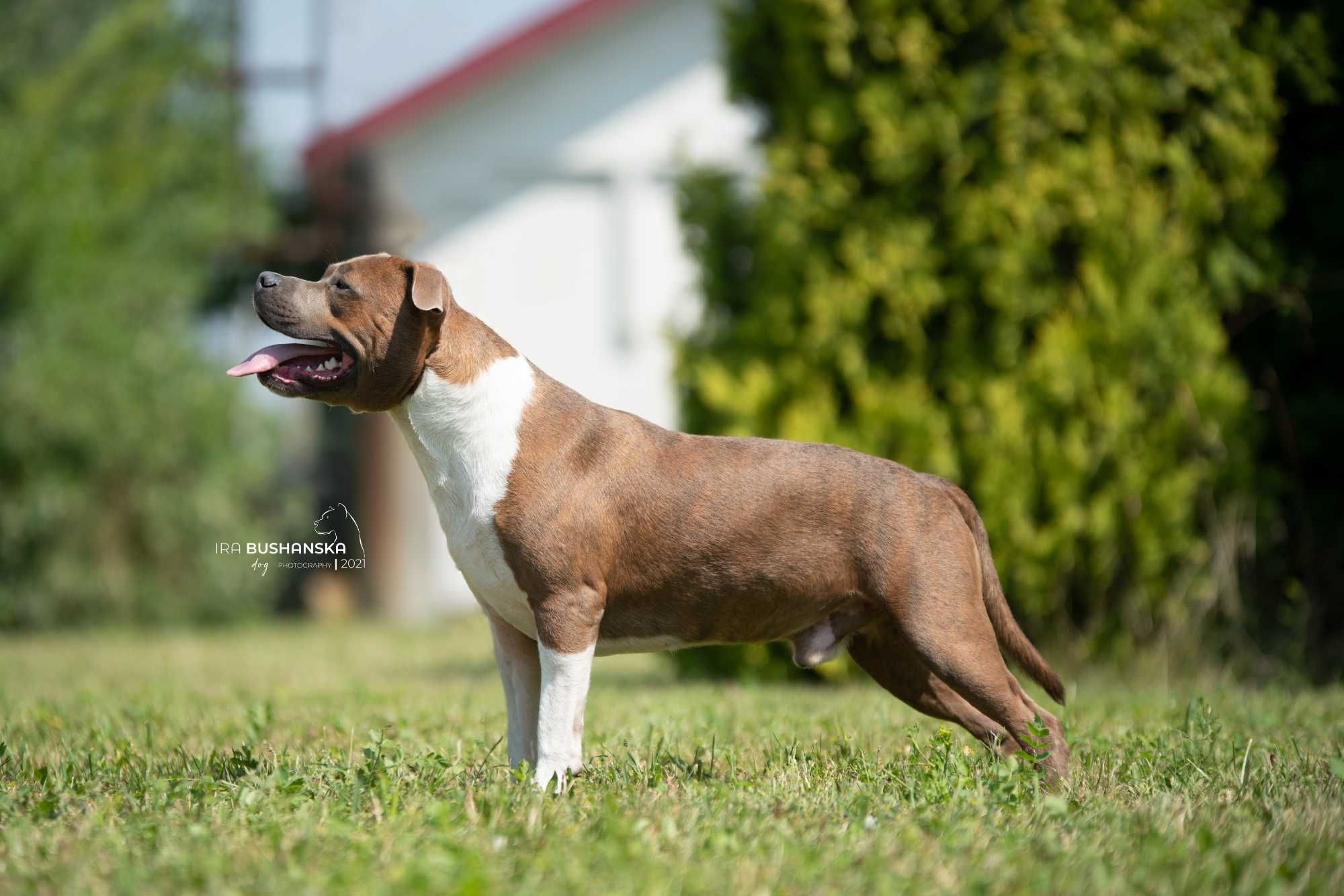 В'язка амстаффа. Американський стафордширський тер'єр, стафф, amstaff.