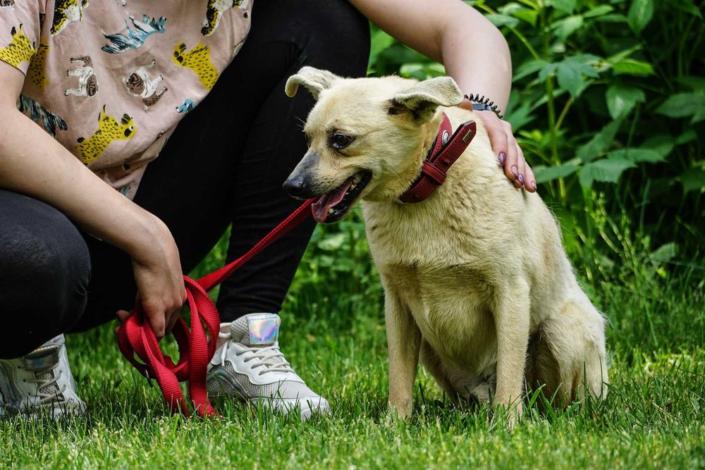 Sewen - niewielki, łagodny śliczny pies szuka domu