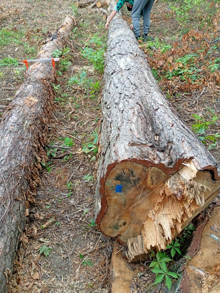Kłoda sosnowa Drewno sosnowe.