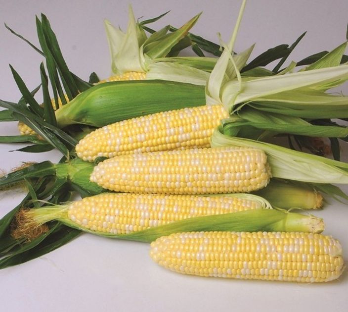 Семена / Насіння / Камберленд F1 / Cumberland F1 / Кукуруза Кукурудза