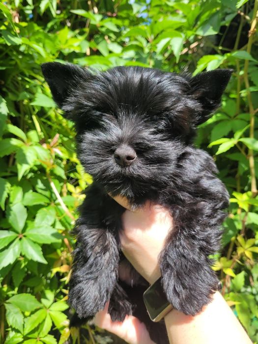Yorkshire Terrier szczeniak