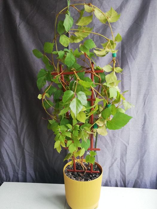 Кімнатні рослини