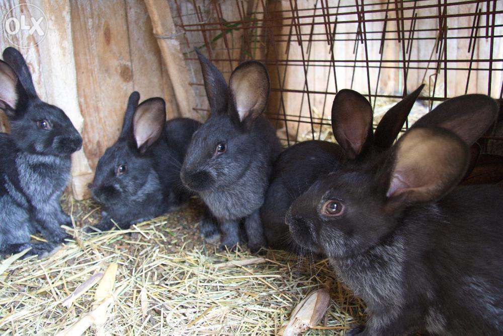 Полтавське срібло