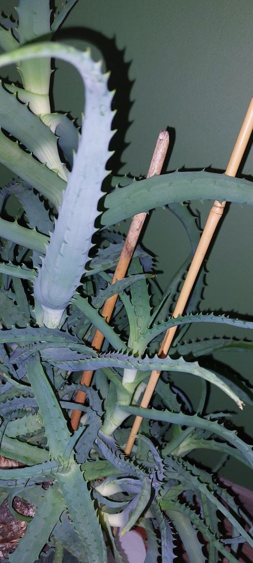 Wielki aloes z doniczką