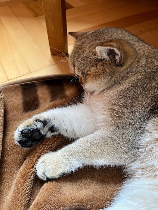 Котик золотиста шиншила на вʼязку (Закарпатська обл)