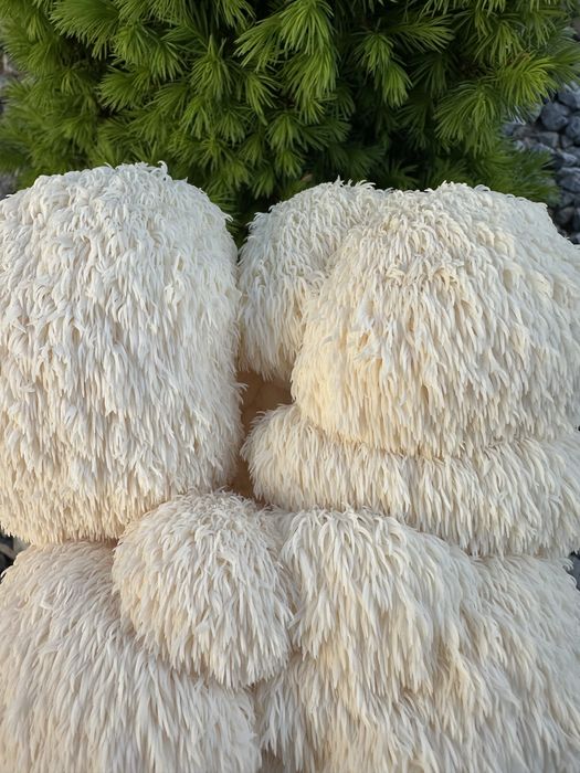 Soplówka Jeżowata  Growkit do domowej samodzielnej uprawy lions mane