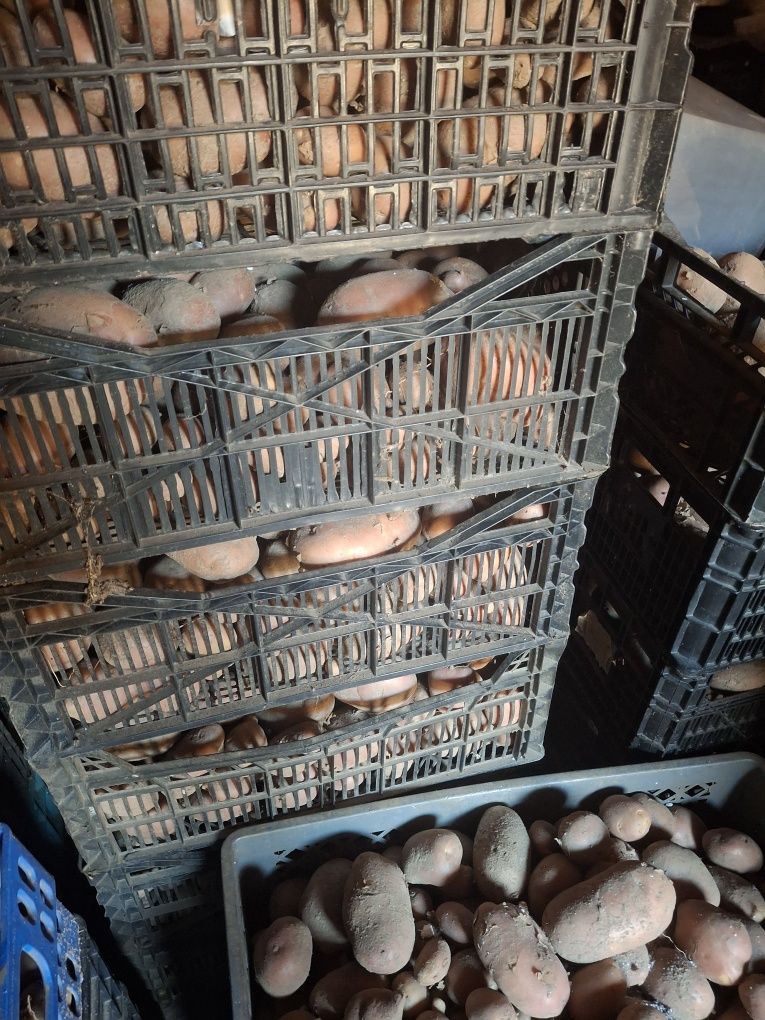 Batata vermelha nova