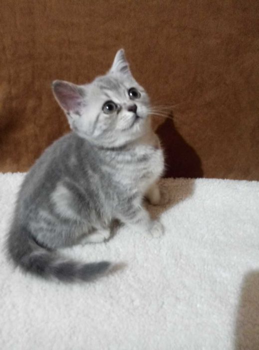 Шотландская Мраморная кошечка