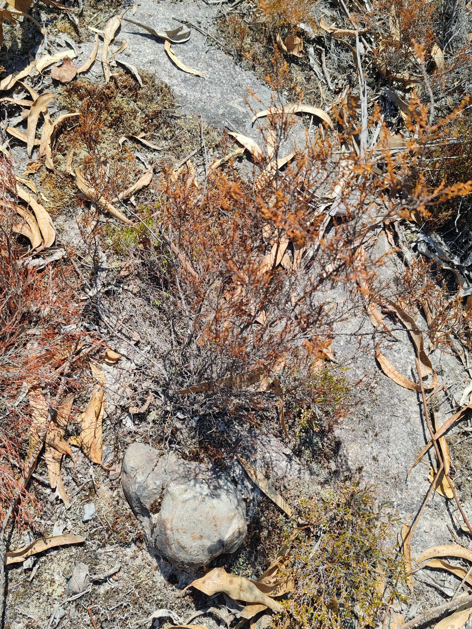 Florestal e construção quase quatro hectares-20km de Coimbra