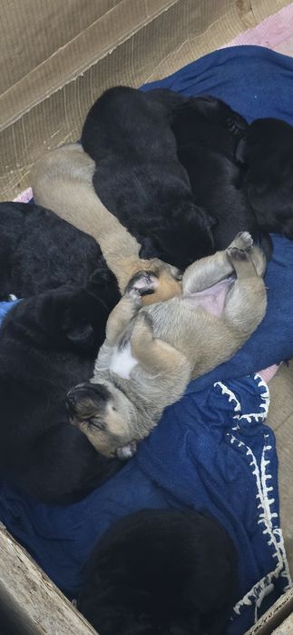 Filhotes arraçados de Labrador