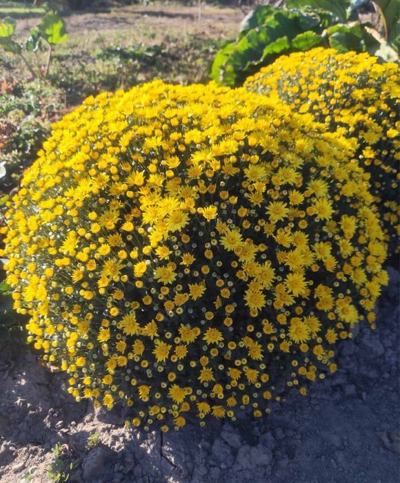 Хризантема шароподібна