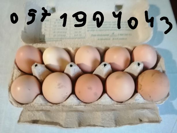 Продам куриные яйца