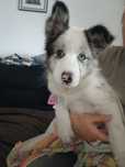 Border Collie Blue Merle -stojące uszy ,niebieskie oko