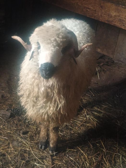 Sprzedam owce i barana