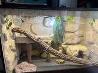 Terrarium duże Agama/wąż