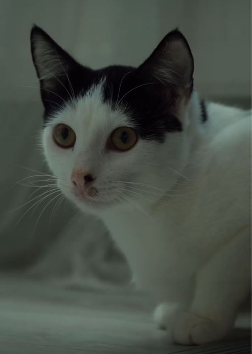 dwójka kotów do adopcji bardzo śliczne