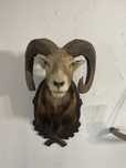 Medalion muflona