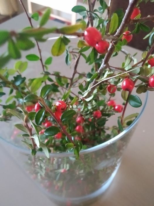 Planta cotoneaster