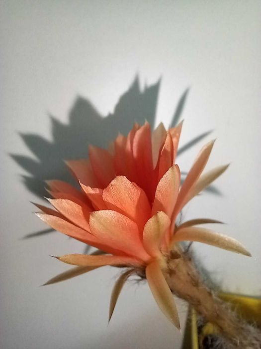 Кактус (сукулент) акантокаліціум для флораріума