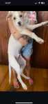 Adoção cão 3 meses