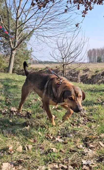 Nala w typie posokowca szuka domu