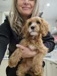 Cockapoo / dziewczynka