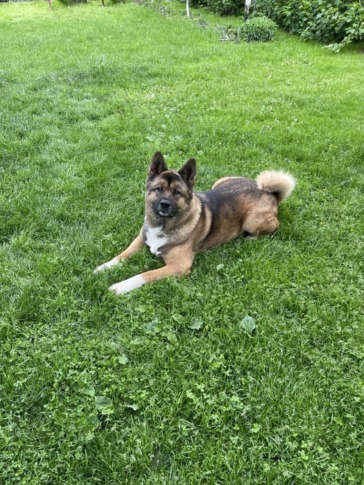 Вязка Акіти амеріканскоі шукаємо дівчинку для гарного хлопця