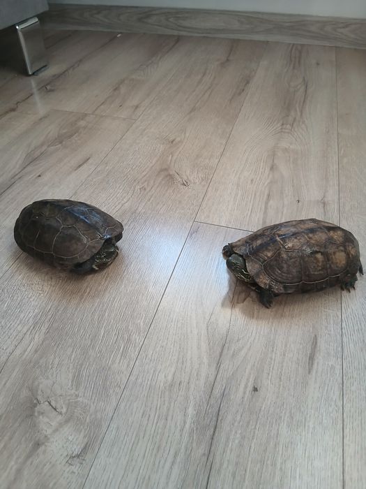 Żółwie chińskie samice