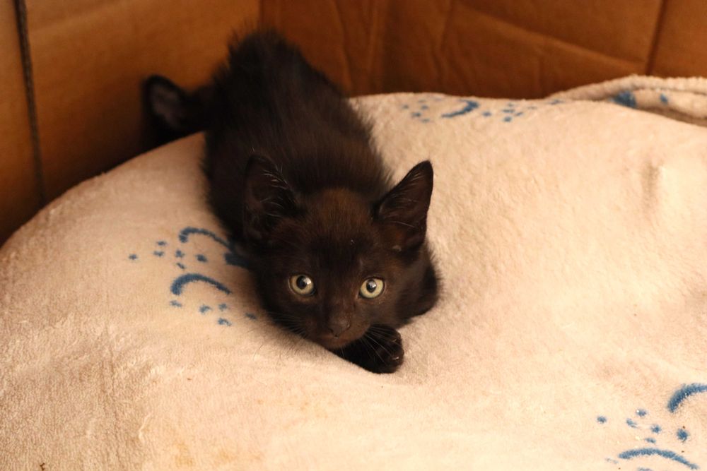 4 Gatinhos à procura de família – Tavira (Algarve)