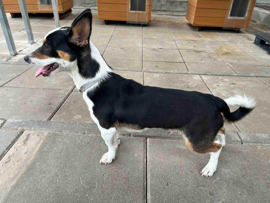 Znaleziono małego pieska ul. Gościnna