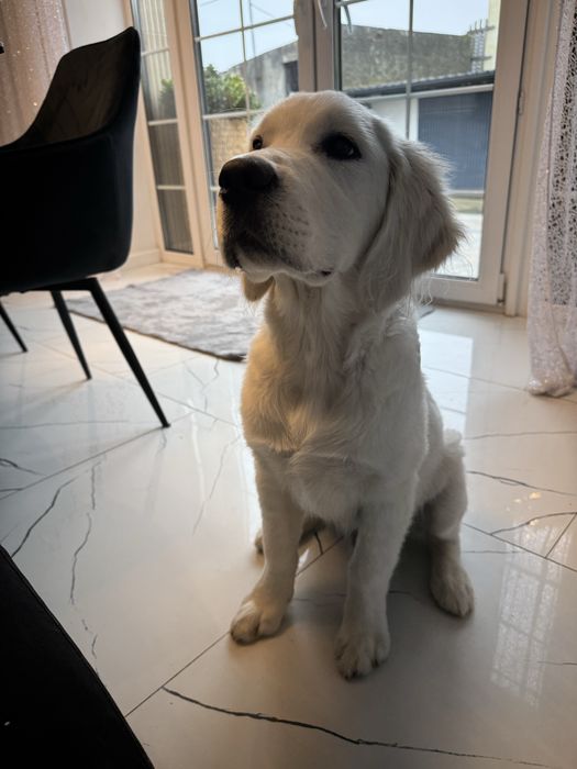 Golden Retriever FCI ZKwP Piesek Po Championie PL *GOTOWY DO ODBIORU*