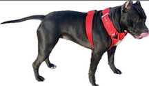 American pitbull terrier