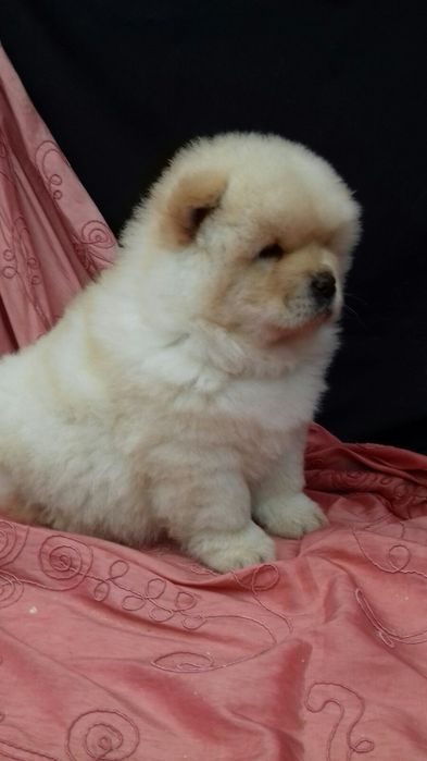 Чау-чау милий цуценя 10 тис.