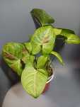 Syngonium Milk Confetti