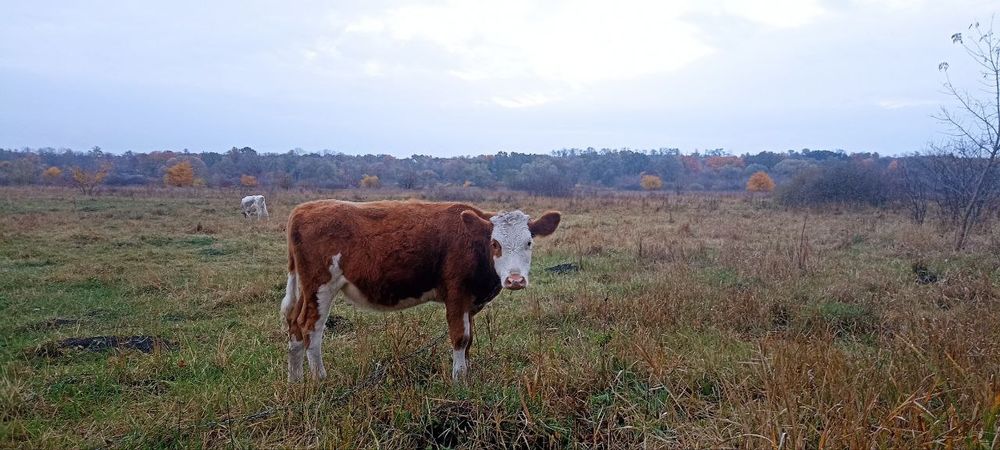Телочка теличка вік 6 місяців