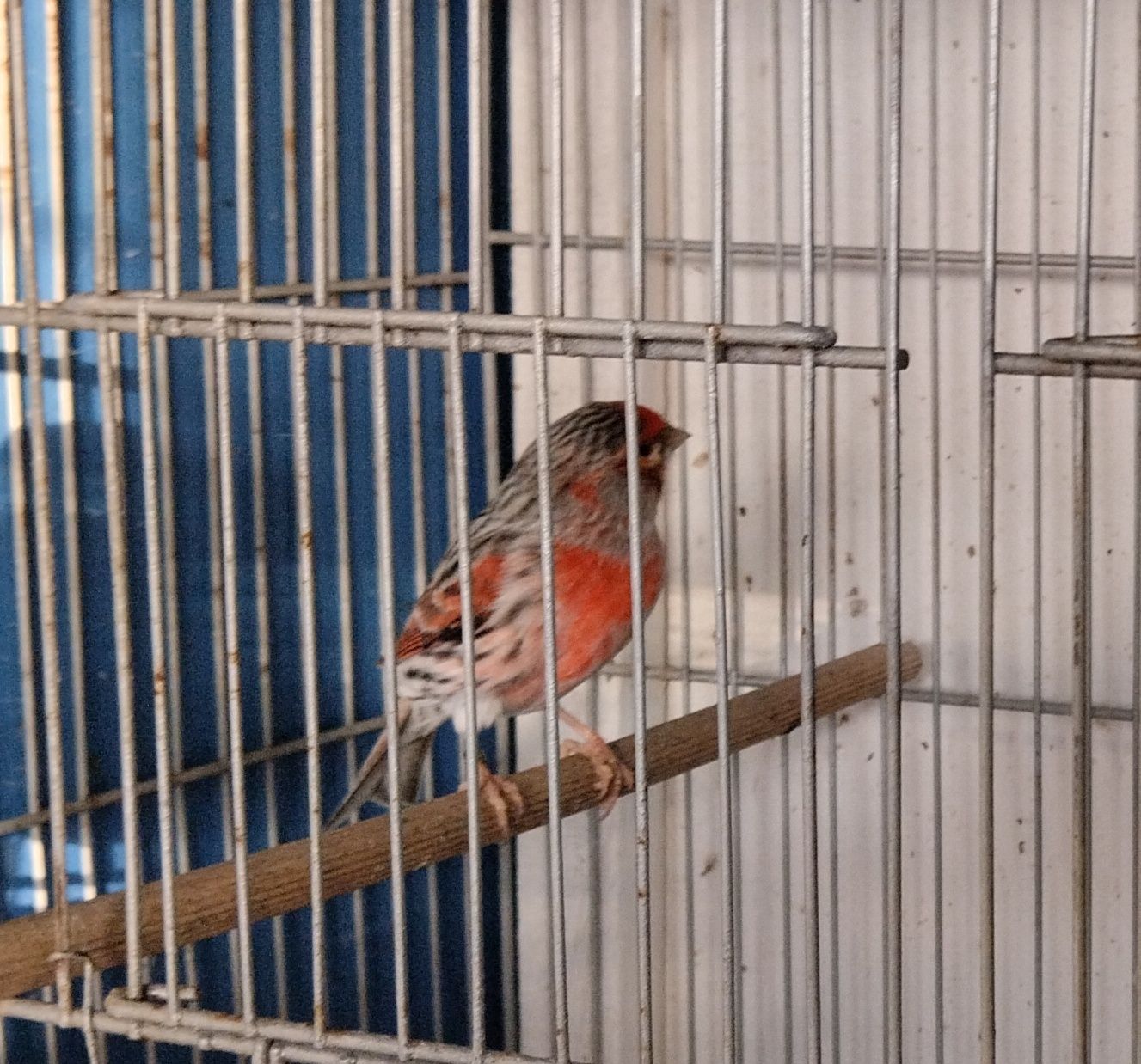 Lote de 19 canários