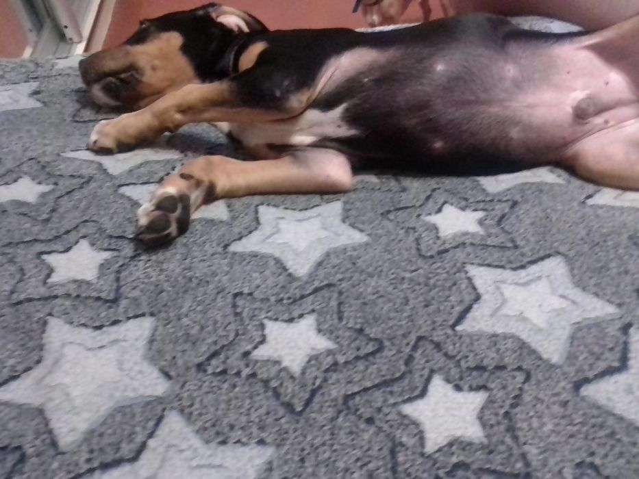 Продам щенка Ам Стафа 5 месяцев к выгулу приучин команды знает .