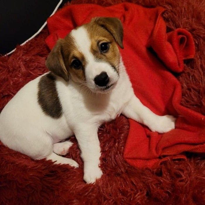 «Джек Рассел — компактний друг із великим серцем