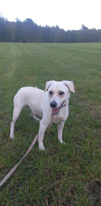 W typie labradora, 2 letni Piorun, adopcja za darmo oddam