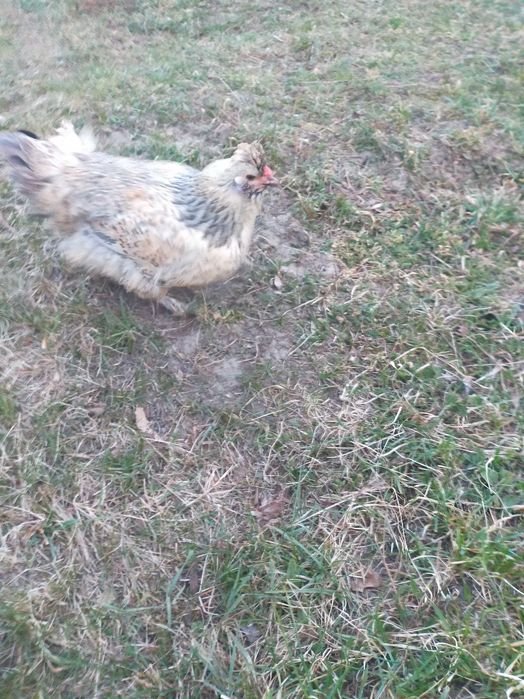 Jaja lęgowe kaczek olbrzymie, gesie i  kur ozdobnych dużych brahna i k