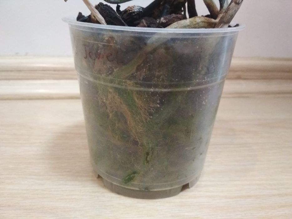 Орхидея фаленопсис, Jewel, пень