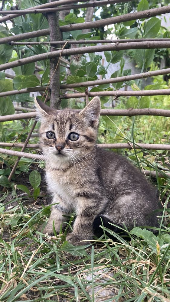 Віддамо кошенят у добрі руки
