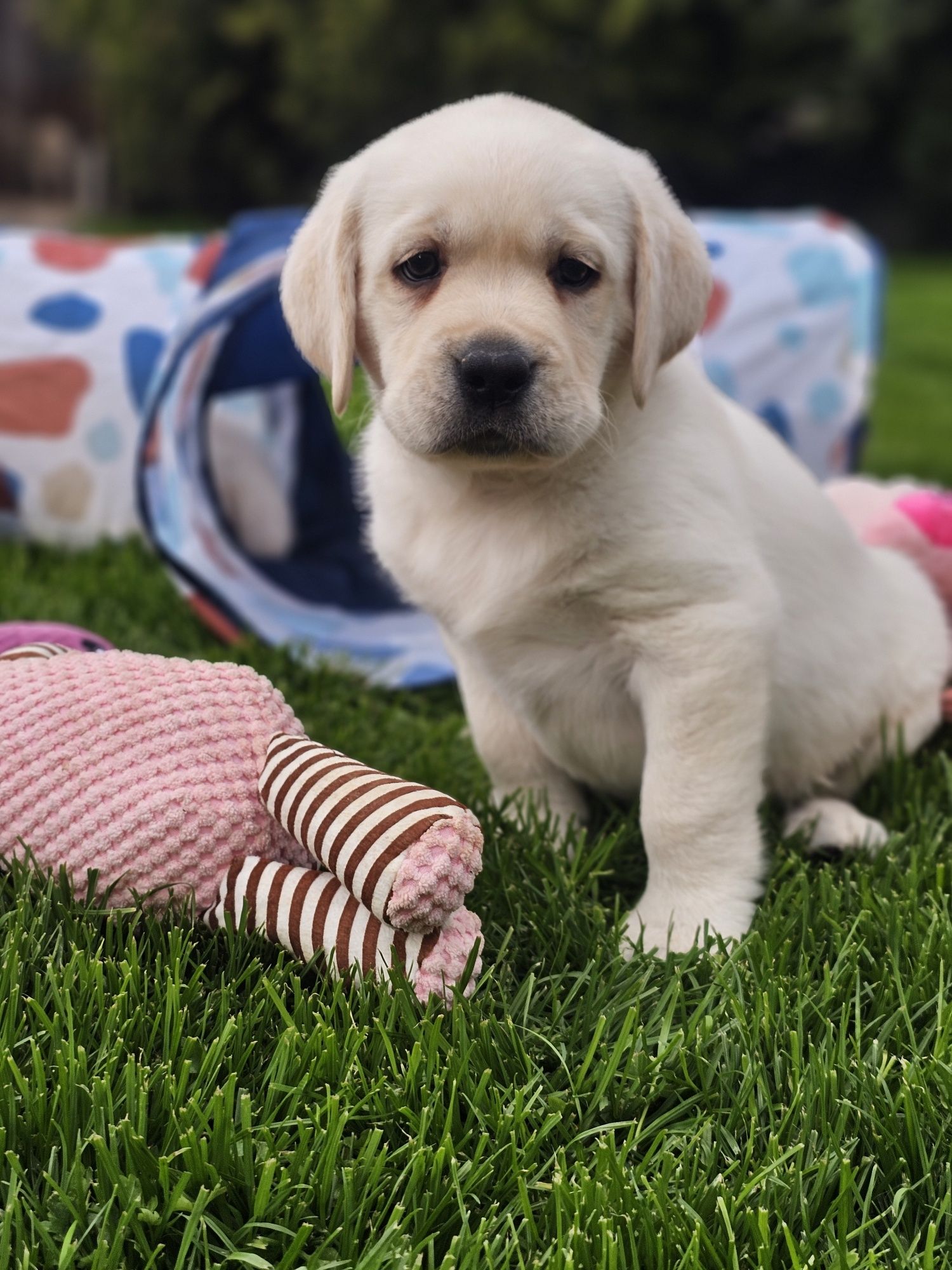 Żółty pies Labrador retriever