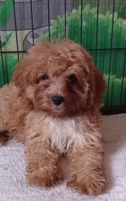 Cavapoo F1 suczka