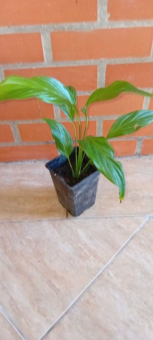 Lirio da Paz em vaso