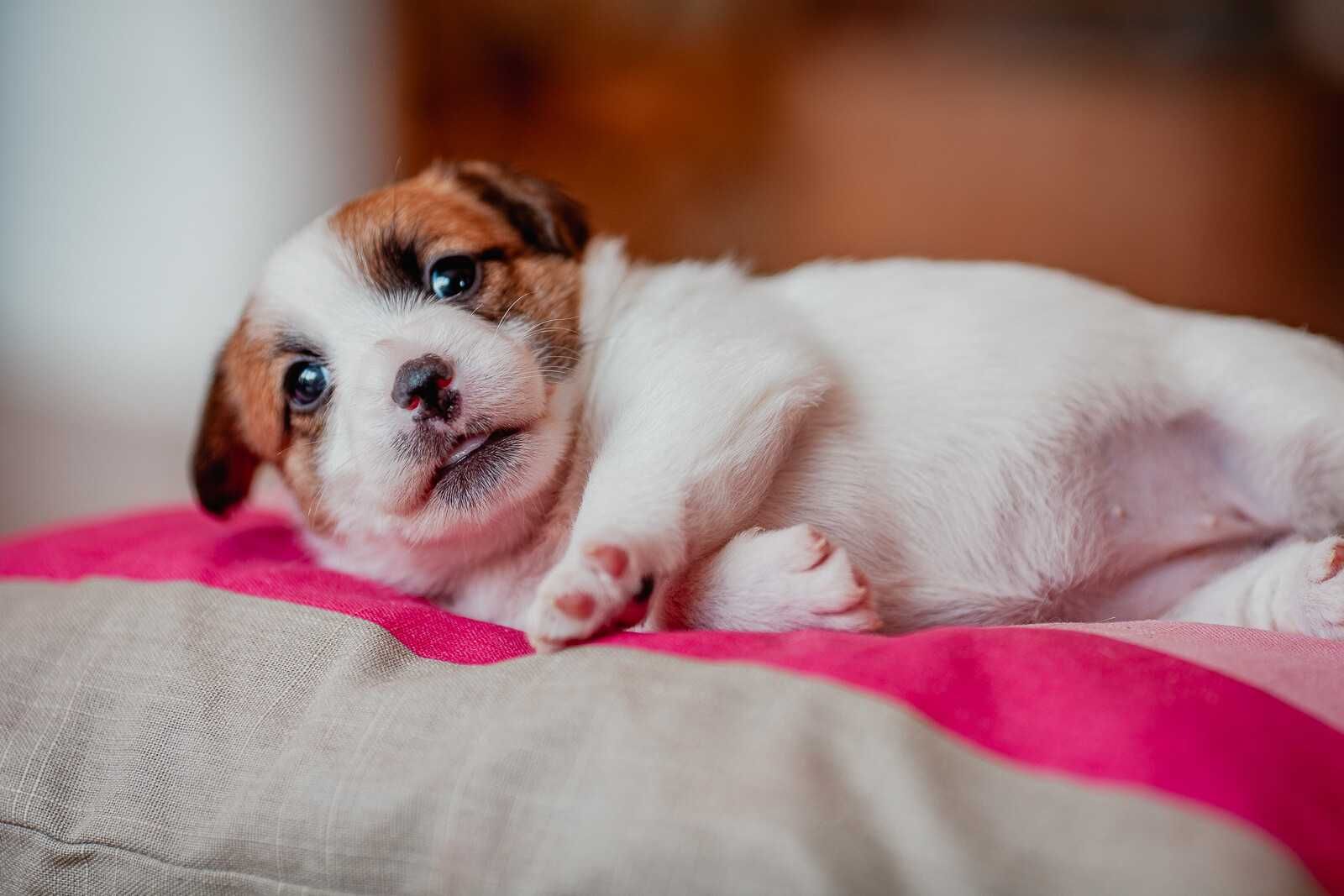 Jack Russell Terrier - suczka  ZKwP