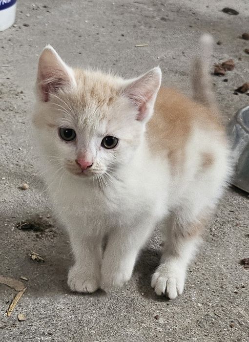 Oddam kotki w dobre ręce