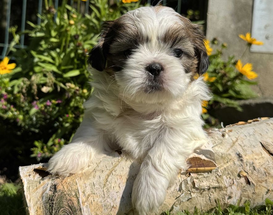 Szczeniak Shih Tzu, rodowód, z hodowli, piesek